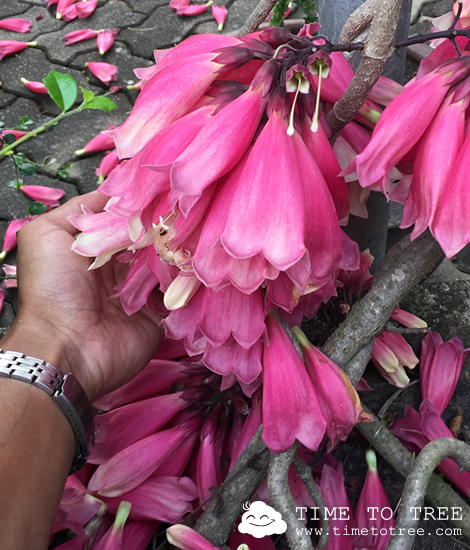 ต้นแพรชมพู ไม้เลื้อยมีดอก เหมาะปลูกทำหลังคาศาลา